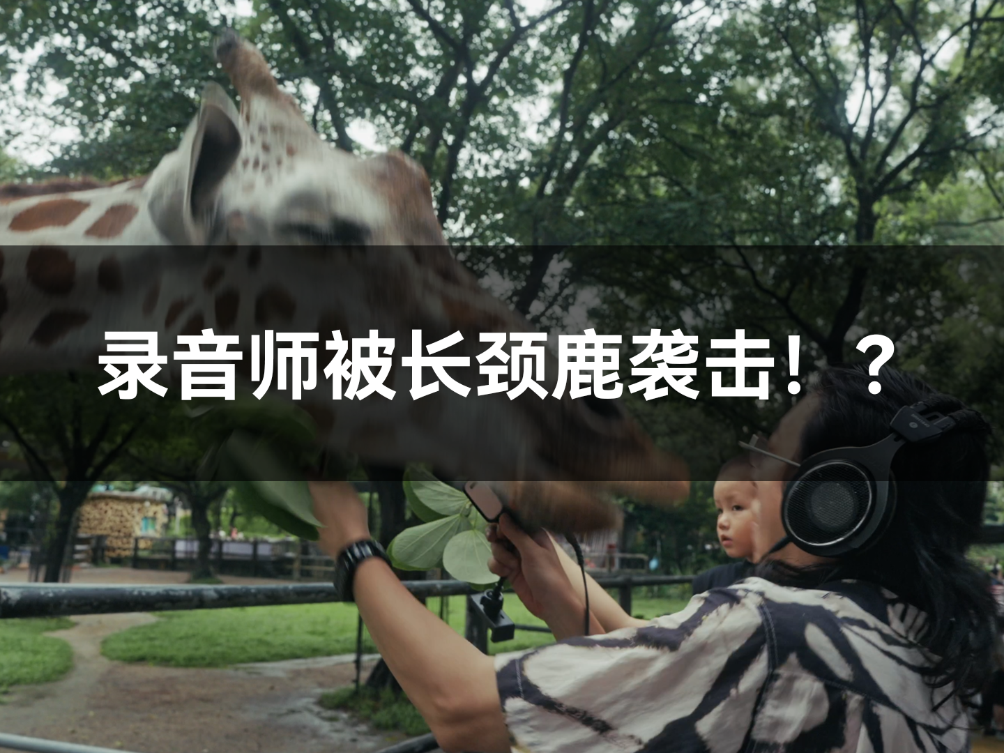 震惊！录音师被长颈鹿袭击？